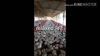 Poultry फार्म में temprature कम करने के लिए fogger लगवाये [upl. by Icnarf352]