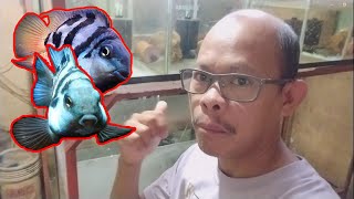 Vlog9  Ornamental Fish Breeding  Mosquito Larvae Breeding alternative food for the fish fry [upl. by Adyahs388]