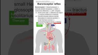 Baroreceptor reflex [upl. by Dyolf]