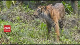 The Snare Of Sumatran Tiger Trade [upl. by Combs864]