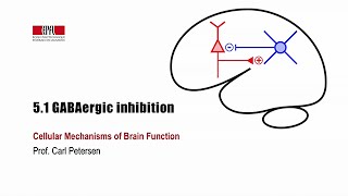 51 GABAergic inhibition [upl. by Anailli453]