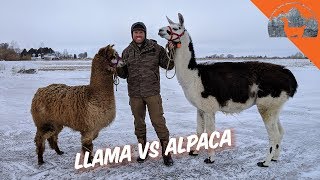 LLAMA VS ALPACA  Ep72  Llama Life [upl. by Farah365]