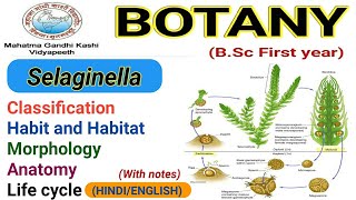 SelaginellaClassificationMorphologyAnatomyLife cycle Selaginella [upl. by Niel]