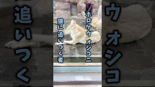 【天王寺動物園】その2 [upl. by Quinton]