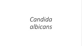 Candida albicans  Microbiology [upl. by Tamberg]