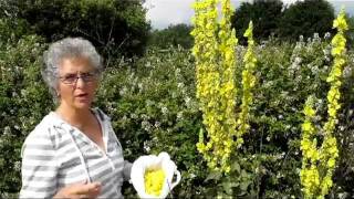 How to Make Mullein Cough Syrup [upl. by Ava]