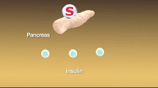 Sulfonylureas What Are They and How Do They Work [upl. by Quintina]