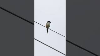 Long Tailed Shrike shrike birds morningvibes peacefulmorning calmness birdlife nature 4k [upl. by Nikolos]