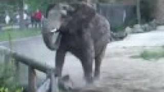 Favorite Elephant Moments from Cleveland Metroparks Zoo [upl. by Aelahc399]