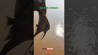 Longfin Batfish Life Was Rescued 🥹❤️‍🩹 respect rescue viralshort trendingshorts viralreels [upl. by Tali]