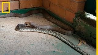 Serpiente Venenosa devora a PITÓN ¡Increíbles Imágenes  National Geographic en Español [upl. by Salba]