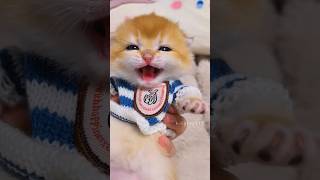 The soft clicking sound of a kittens little clip is also adorable💕😻 cute kitten cat meow [upl. by Aleihs]