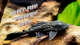 pleco fish sucker fish breeding and there eggs aquarium pleco fishbreeding [upl. by Alek]