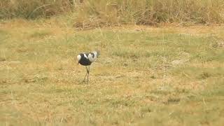 Vanellus spinosus  avefría espinosa  spur winged lapwing [upl. by Tabshey151]