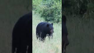 Black Bear at Dismal Swamp State Park NC [upl. by Leann637]