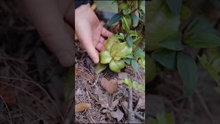 Camellia leaf gall harvesting  Enjoy beautiful nature with rural life shorts ytshorts farming [upl. by Jakie875]