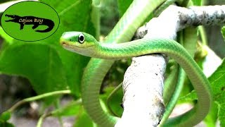 Adorable Green Snake [upl. by Nnave]