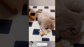 The end 😂😂funny short ytshorts animals pets dogs dog cats cat viral 🤣🤣🤣188 Funny Cats [upl. by Catlaina555]