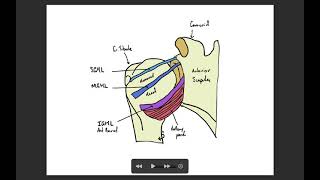 Glenohumeral  Shoulder Ligament Anatomy Review [upl. by Eila408]