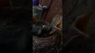 Robin Hatchlings  Day Seven Part 2  Three Baby Birds birds nest babyanimals [upl. by Munroe]