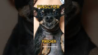 O temido pinscher 🐕‍🦺 [upl. by Nahta801]