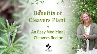 Benefits of Cleavers Plant  A Weed You Can Eat  Cleavers Recipe [upl. by Arhas]