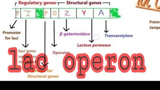 Lac Operon in hindi [upl. by Lange]