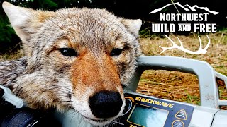 ONE KILL AFTER ANOTHER FoxPro Coyote Hunting with Northwest Wild and Free [upl. by Gaile]