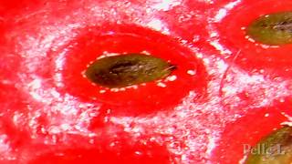 Under a microscope Strawberries [upl. by Amekahs]