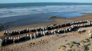 MarseilleProvence 2013  TransHumance [upl. by Unity]