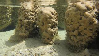 What are Stromatolites [upl. by Opiuuk]