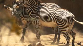 A Zebra Dance At The LA Zoo [upl. by Xavler]