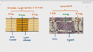 1516 Myofibril Structure Cambridge AS A Level Biology 9700 [upl. by Ydrah655]