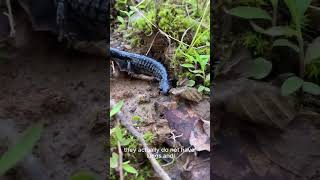 Indicator Species nature salamander amphibians shorts animals [upl. by Ilise333]