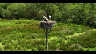 Storks nest  Ooievaarsnest  Nature  Natuur  Dutch  Netherlands  De Vilt  Beugen [upl. by Nerha]