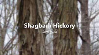 Shagbark Hickory [upl. by Stanly]