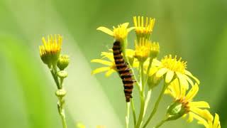 Rups van de SintJacobsvlinder  Tyria jacobaeae met Blinde bij  Eristalis tenax 14 juli 2024 [upl. by Ahsilav75]