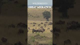 Experience the Drama of Wildebeest Migration [upl. by Ainolloppa]