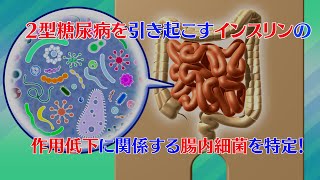 プレスリリース解説 vol19「2型糖尿病を引き起こすインスリンの作用低下に関係する腸内細菌を特定！」 [upl. by Azaleah]