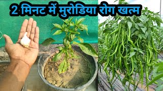 2 मिनट में मिर्च के पौधे का कीड़ा और मुरोड़िया leaf curl virus रोग बाहर निकालने का अचूक घरेलु उपय [upl. by Itirahc]