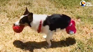 2Legged Corgi Rescued From Puppy Mill  The Dodo [upl. by Durwin]