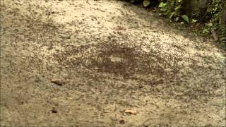 GeoVideo 0020 Army Ant Death Spiral 1080p [upl. by Saduj240]