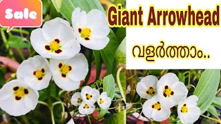 SagittariaWaterplants malayalamPlant storiesWaterlilyLotusJaponica താമരGaint Arrowhead [upl. by Enelloc]