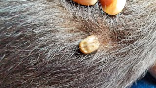 Dog Ticks Remove  Easy And Fast Way To Remove All Ticks From Poor Dog  Save Poor Dog EP 158 [upl. by Narok]