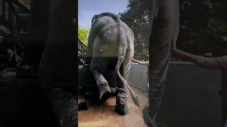 എന്റെ അമ്മോ Elephant coming out from tembolazascookingyoutubshortsanimallargeelephant [upl. by Latsyc]