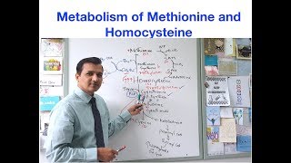 Metabolism of Methionine and Homocysteine [upl. by Anahs]