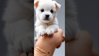 CUTE BABY DOG  dog pappydog cutedog dogs americandog petsdog pet babydog cutedog vonice [upl. by Attenra]