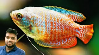 Beautiful Dwarf gourami fish 🐟 tank decoration idea  relaxing video  full hd  gourami fish [upl. by Gillmore]