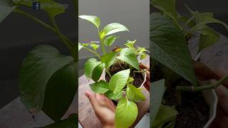 Rescue Plants  Pothos  Pothos Plant Care [upl. by Eyram]