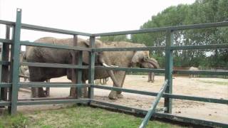 Howletts Wild Animal Park [upl. by Domenic]